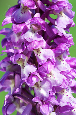 Stattliches Knabenkraut (Orchis mascula) - Bild 002 - Foto: Regine Schadach