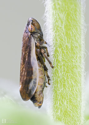 Wiesenschaumzikade (Philaenus spumarius) ca. 8-10 mm