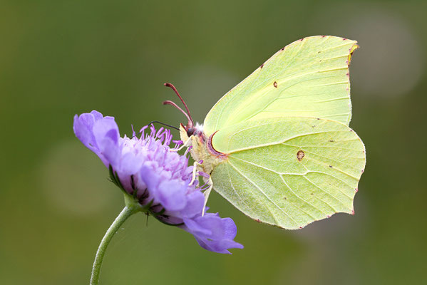 Zitronenfalter (Gonepteryx rhamni) Bild 003 Foto: Regine Schadach