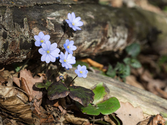 Leberblümchen (Hepatica nobilis) Bild 007 Foto: Regine Schadach
