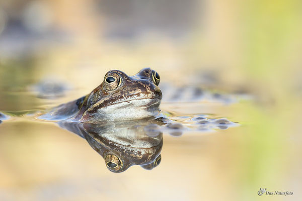 Grasfrosch (Rana temporaria) - Bild 008 - Foto: Regine Schadach - Canon EOS 5D Mark III Sigma 150mm f/2.8 Macro