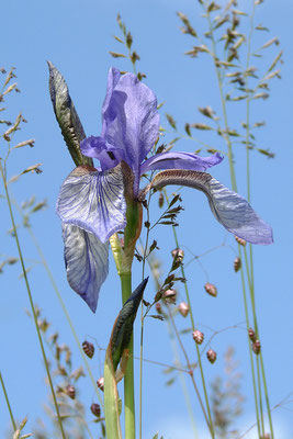 Sibirische Schwertlilie (Iris sibirica) Bild 002 Foto: Regine Schadach