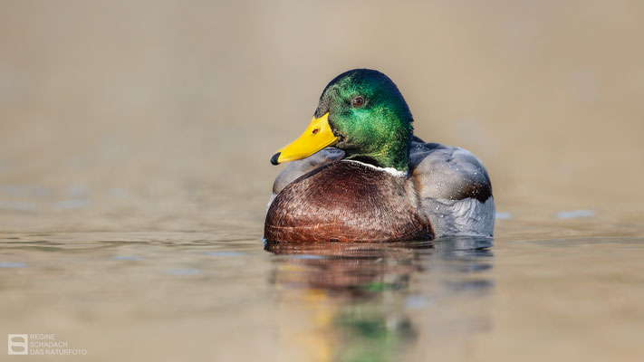 Stockente (Anas platyrhynchos) - Männchen