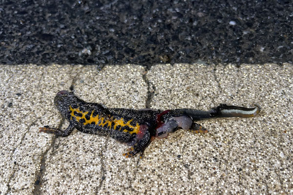 Am Strömungsdruck verendet - Kammmolch (Triturus cristatus)