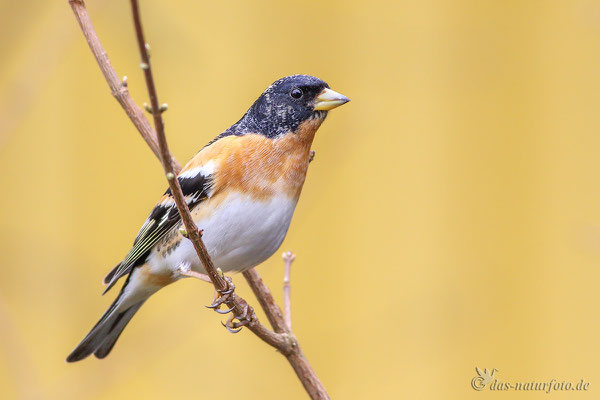 Bergfink (Fringilla montifringilla) Bild 002 Foto: Regine Schadach - Canon EOS 7D Mark II - Canon EF 400mm f/5,6 L USM