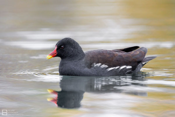 Teichralle (Gallinula chloropus), auch Teichhuhn Bild 025