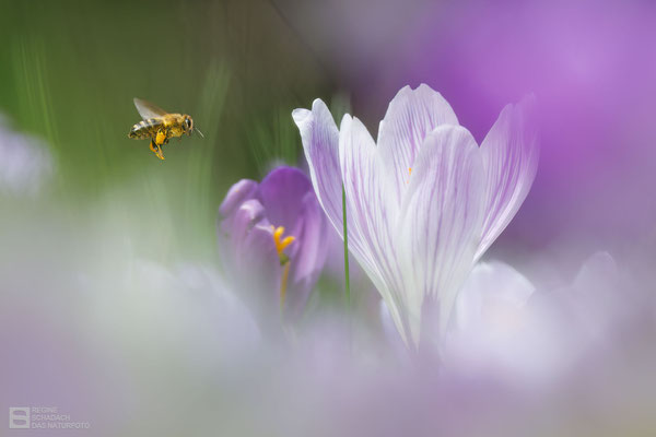 Krokus (unbestimmt) (Crocus indet.) Bild 013 - Foto: Regine Schadach
