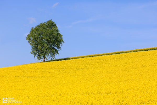 Der Klassiker im Mai 2022: Raps (Brassica napus) - mit bedrückender Parallele - Foto: Regine Schadach -  Canon EOS R5 - Canon RF 100-500mm F4.5-7.1 L IS USM