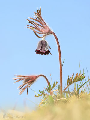 Dunkle Wiesen-Kuhschelle (Pulsatilla pratensis subsp. nigricans) Bild 005 Foto: Regine Schadach - Canon EOS 5D Mark III Sigma 150mm f/2.8 Macro