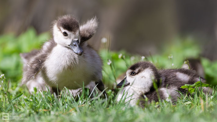 Nilgans-Küken (Alopochen aegyptiaca)