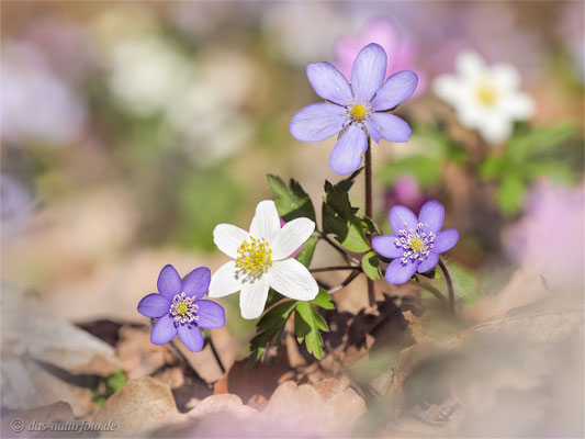 Leberblümchen (Hepatica nobilis)  Bild 016 Foto: Regine Schadach - Olympus OM-D E-M5 Mark II - M.ZUIKO DIGITAL ED 40‑150mm 1:2.8 PRO 
