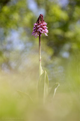 Purpur-Knabenkraut (Orchis purpurea)  Bild 012 Foto: Regine Schadach - Canon EOS 5D Mark III Sigma 150mm f/2.8 Macro