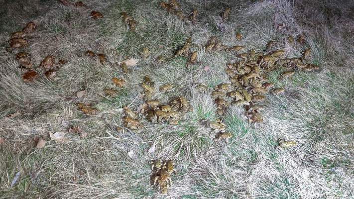 Über 350 Tiere haben die Kinder auf dem Feld- und Waldweg eingesammelt und danach über die Straße getragen