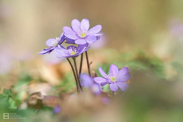 Leberblümchen (Hepatica nobilis) Bild 021 - Foto: Regine Schadach - Olympus OM-D E-M1 Mark I I I - M.ZUIKO DIGITAL ED 40‑150mm 1:2.8 PRO 