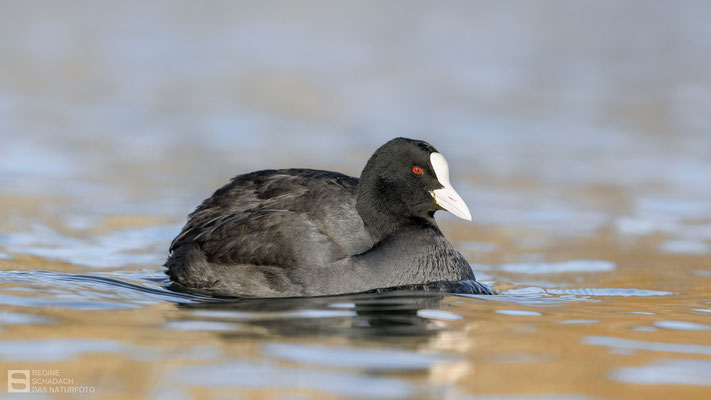 Blässhuhn (Fulica atra)