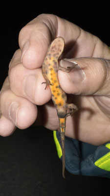 Die Unterseite eines Teichmolch Männchens