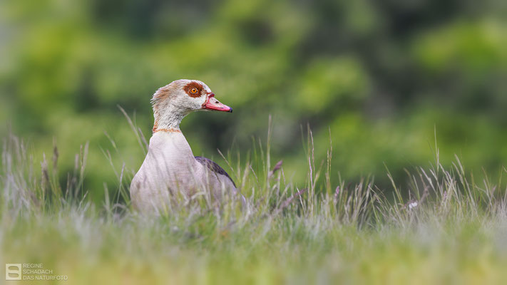 Nilgans (Alopochen aegyptiaca) - Bild 013