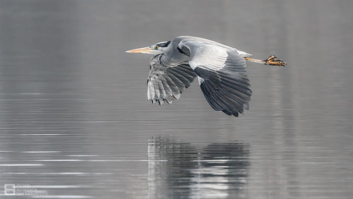 Graureiher (Ardea cinerea) 