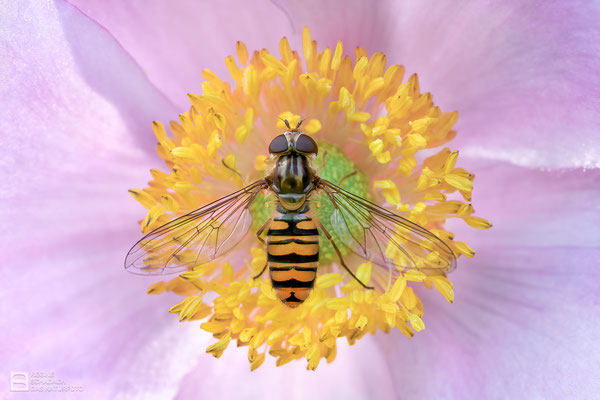 Hain-Schwebfliege (Episyrphus balteatus) - ein Weibchen - an einer Herbstanemone