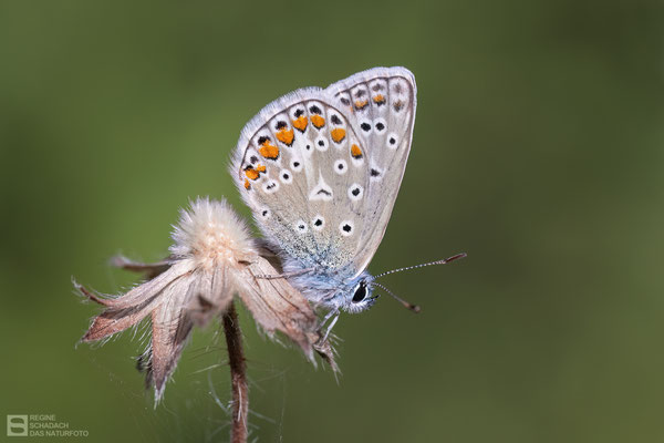 Hauhechel-Bläuling oder auch Gemeiner Bläuling (Polyommatus icarus) auf einer ausgesamten Acker-Witwenblume (Knautia arvensis)
