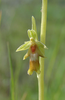 Fliegen-Ragwurz (Ophrys insectifera) Bild 003 Foto: Regine Schadach