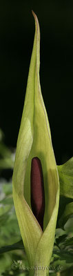 Gefleckter Aronstab (Arum maculatum s.str.) Bild 004 Foto: Regine Schadach