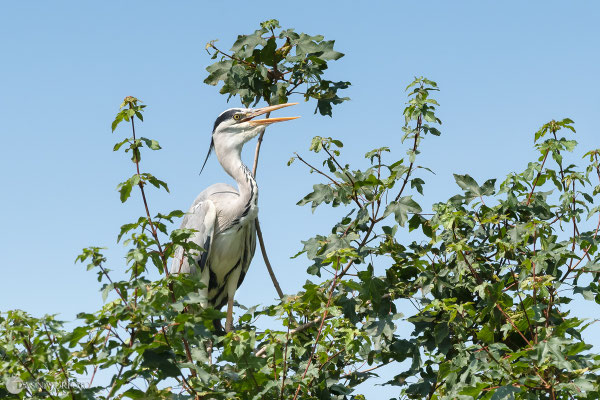 Graureiher (Ardea cinerea) Bild 001 - Foto: Regine Schadach - Olympus OM-D E-M1 Mark II - M.ZUIKO DIGITAL ED 300mm F4.0 IS PRO