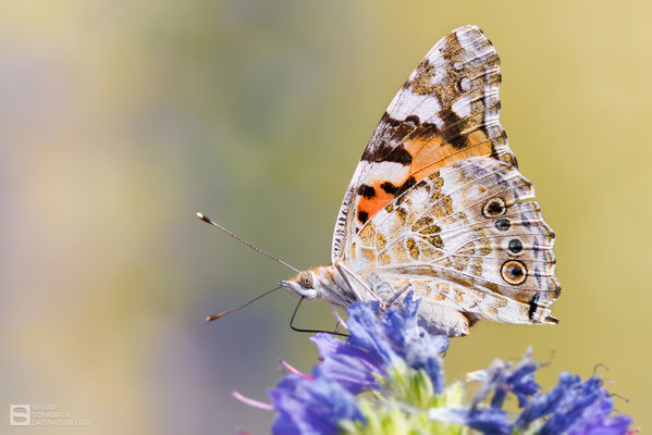 Distelfalter (Vanessa cardui) Bild 007 - Foto: Regine Schadach - Canon EOS R5 - Canon RF 100-500mm F4.5-7.1 L IS 