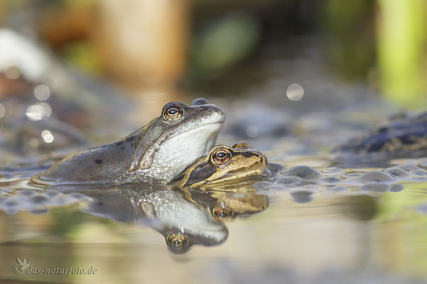 Grasfrosch (Rana temporaria) - Bild 017 - Foto: Regine Schadach  - Canon EOS 5D Mark III Sigma 150mm f/2.8 Macro