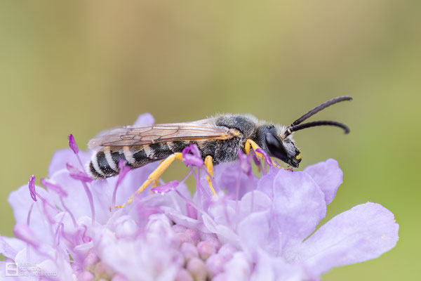 Gelbbinden-Furchenbiene (Halictus scabiosae) 