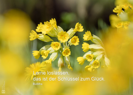 Wiesen-Schlüsselblume (Primula veris) oder auch Echte Schlüsselblume