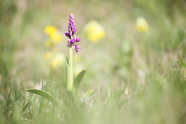 Manns-Knabenkraut (Orchis mascula) Bild 012 Foto: Regine Schadach