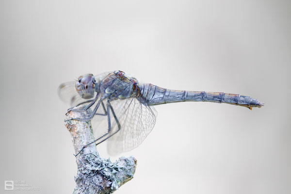 Große Heidelibelle (Sympetrum striolatum) - Weibchen