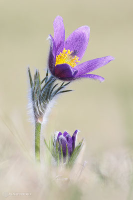 Gewöhnliche Kuhschelle (Pulsatilla vulgaris) Bild 032 - Foto: Regine Schadach - Olympus OM-D E-M1 Mark II - M.ZUIKO DIGITAL ED 40‑150mm 1:2.8 PRO 