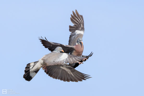 Mein Revier und meine Frau! Ringeltaube (Columba palumbus) Bilkd 013 - Foto: Regine Schadach -  Canon EOS R5 - Canon RF 100-500mm F4.5-7.1 L IS USM