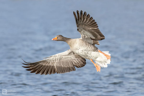 Graugans (Anser anser) Bild 039- Foto: Regine Schadach - Canon EOS R5 - Canon RF 100-500mm F4.5-7.1 L IS 