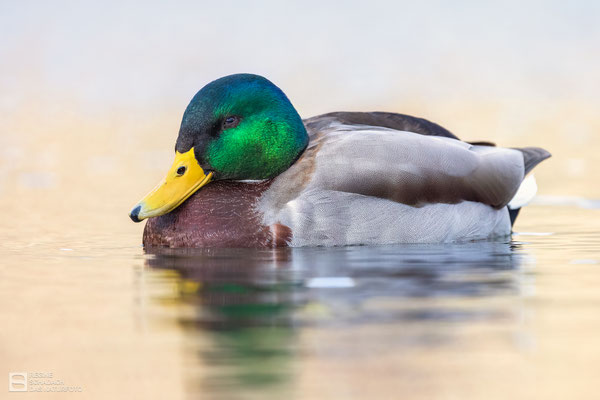 Stockente (Anas platyrhynchos) - Männchen