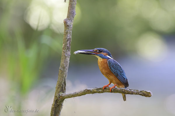 Eisvogel (Alcedo atthis) Bild 010 Foto: Regine Schadach - Canon EOS 5D Mark III Canon EF 400mm f/5.6 L USM