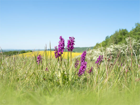 Manns-Knabenkraut (Orchis mascula)  - Bild 017 -Foto: Regine Schadach - Olympus OM-D E-M5 Mark II - M.ZUIKO DIGITAL ED 12‑100 1:4.0 IS PRO 