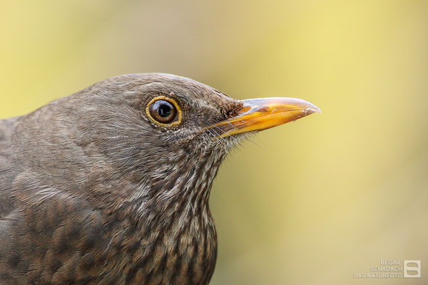 Amsel (Turdus merula) Bild 002 - Foto: Regine Schadach