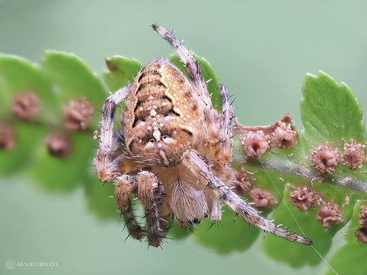 Junge Gartenkreuzspinne (Araneus diadematus) Bild 001 - Foto: Regine Schadach - Olympus OM-D E-M1 Mark I I - M.ZUIKO DIGITAL ED 60mm 1:2.8 Macro 