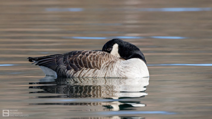 Kanadagans (Branta canadensis)