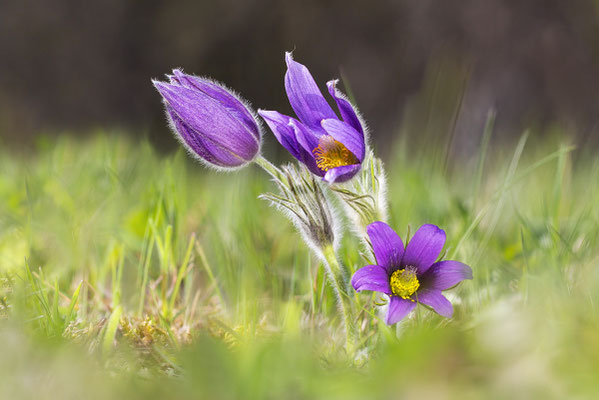 Gewöhnliche Kuhschelle (Pulsatilla vulgaris) Bild 007 Foto: Regine Schadach