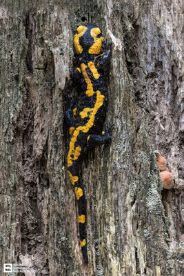 Feuersalamander (Salamandra salamandra) Bild 004 - Foto: Regine Schadach