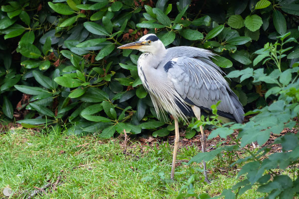 Graureiher (Ardea cinerea) Bild 002 - Foto: Regine Schadach - Olympus OM-D E-M1 Mark II - M.ZUIKO DIGITAL ED 40‑150mm 1:2.8 PRO  - MC 1,4 Telekonverter