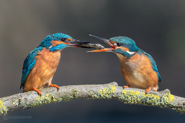 Eisvogel (Alcedo atthis) Bild 020 Foto: Regine Schadach - Olympus OM-D E-M1 Mark II - M.ZUIKO DIGITAL ED 300mm F4.0 IS PRO