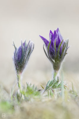  Gewöhnliche Kuhschelle (Pulsatilla vulgaris) Bild 036 - Foto: Regine Schadach - Olympus EM1 X - M.ZUIKO DIGITAL ED 12-100 mm 1:4.0 IS PRO