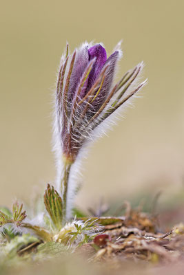 Gewöhnliche Kuhschelle (Pulsatilla vulgaris) Bild 014 Foto: Regine Schadach