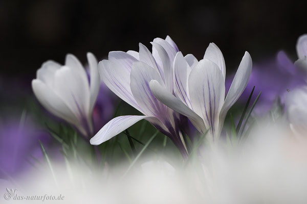 Krokus (unbestimmt) (Crocus indet.) Bild 006 Foto: Regine Schadach - Olympus OM-D E-M5 Mark II - M.ZUIKO DIGITAL ED 40‑150mm 1:2.8 PRO 