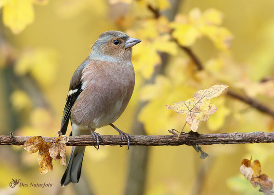 Buchfink (Fringilla coelebs)  - Männchen Bild 001 Foto: Regine Schadach